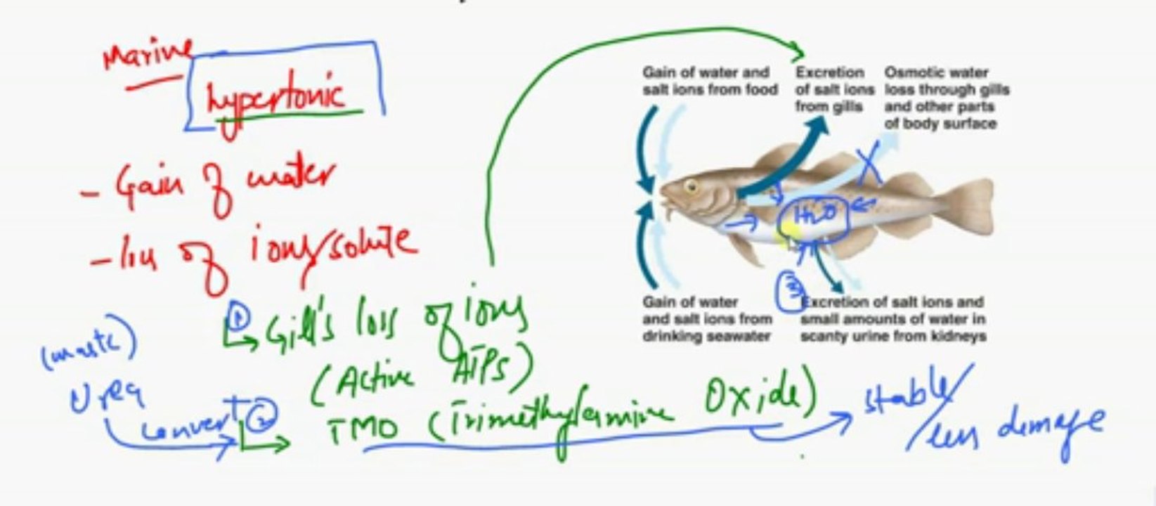 FSc Biology Book2, CH 15, LEC 4, Osmoregulation in Animals