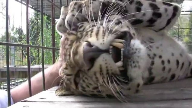 Leopard Voodoo Lounging. So cute baby animal!