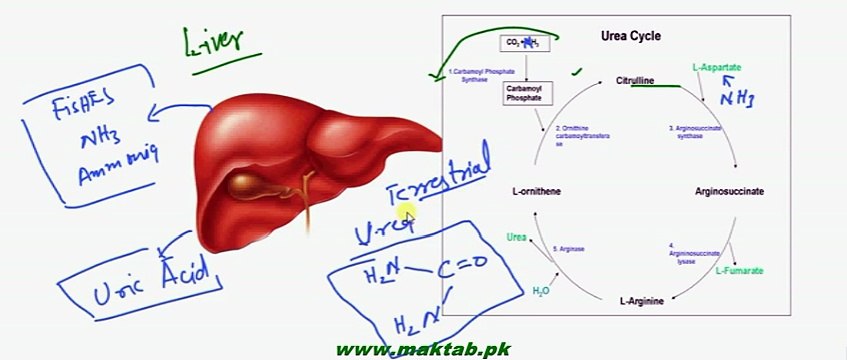 FSc Biology Book2, CH 15, LEC 10, Excretion in Vertebrates - Liver as Excretory Organ