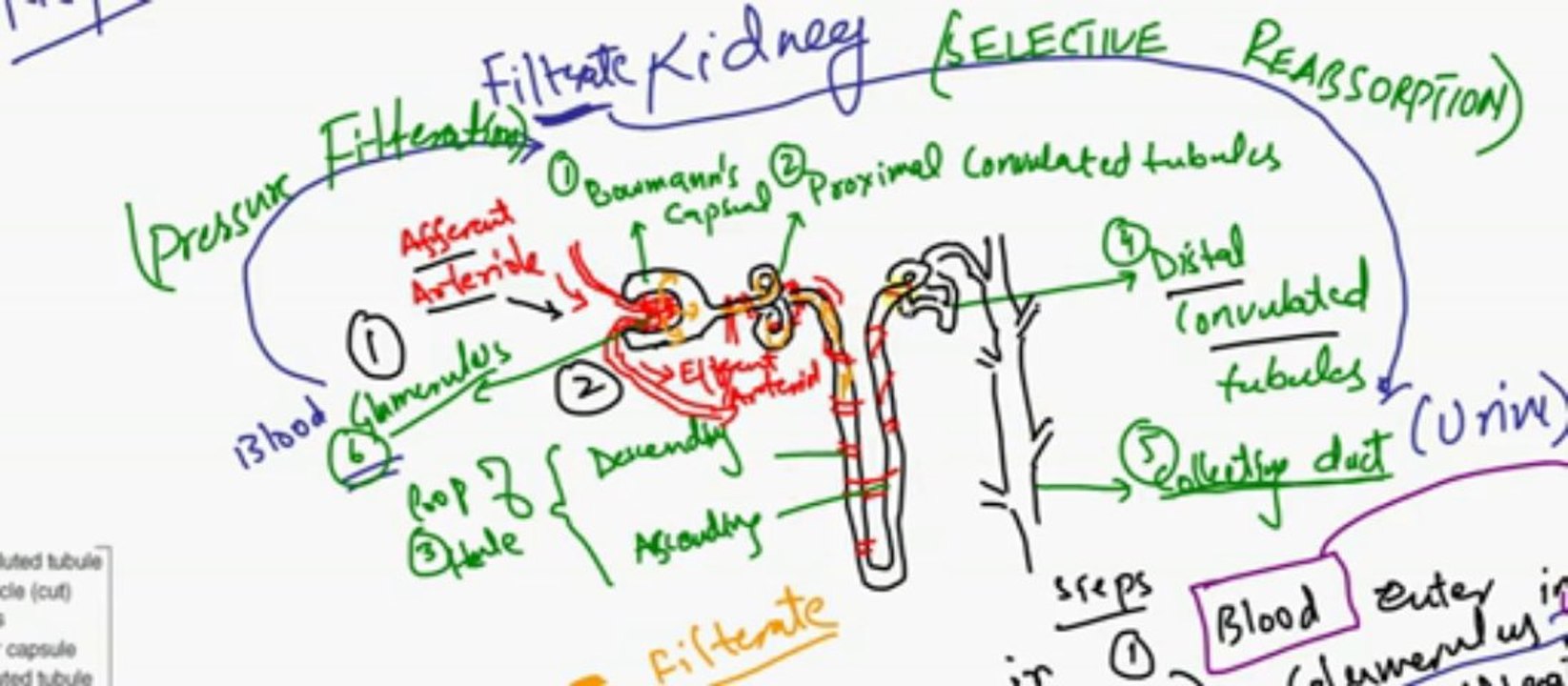 FSc Biology Book2, CH 15, LEC 11,Human Urinary Stystem