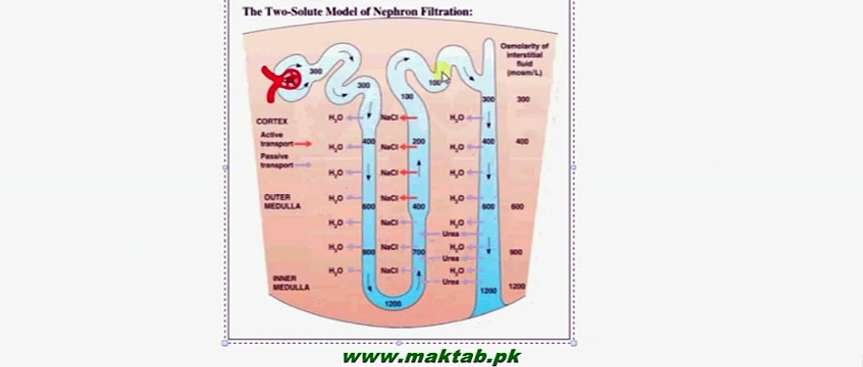 FSc Biology Book2, CH 15, LEC 12, Concenteration of Excretory Product and Kidney as Osmoregulatory Organ