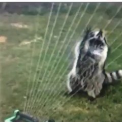 Raccoon plays music on sprinkler!!