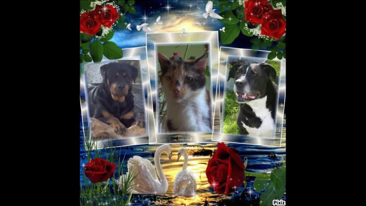 matcho - tyson- nounouche