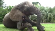 Elefante huérfano juega 