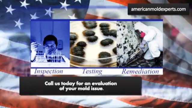 American Mold Experts - Deal With Your Mold Removal Needs