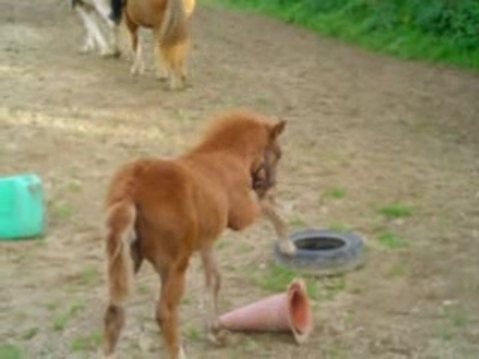 Surprise et Dolly