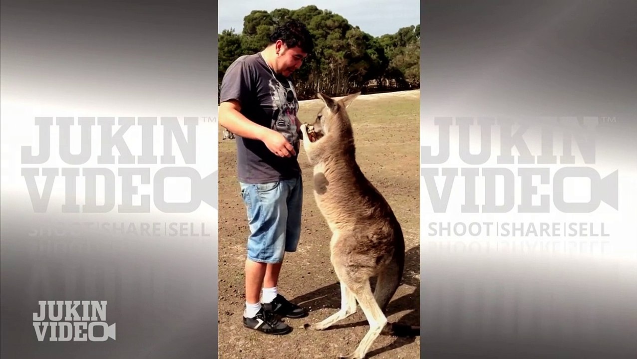 Kangaroo Nutshot | Thunder Down Under
