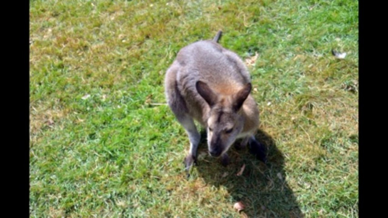 Visite du Zoo de Branféré