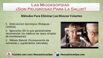 Las Miodesopsias Son Peligrosas?: Son Realmente Peligrosas Para La Salud, Las Miodesopsias?