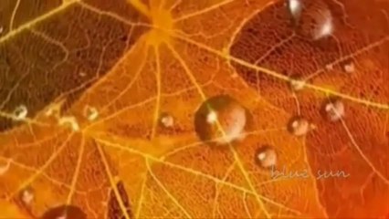 Nedim Zeper   Ben Bizi Ozledim