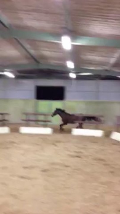 Une Image du Miroir, saut en liberté, janvier 2013, Haras KRF bis