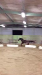 Une Image du Miroir, saut en liberté, janvier 2013, Haras KRF bis