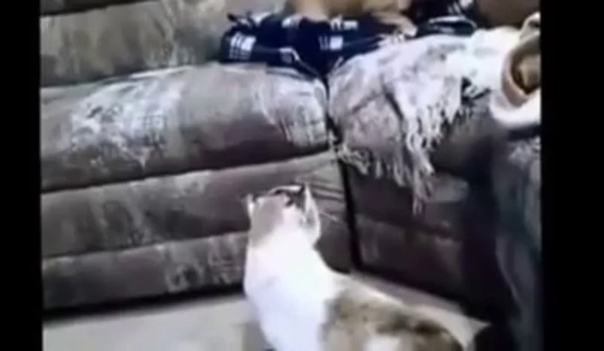 Kediler ve Köpekler bir araya gelirse hangisi güçlü :)