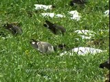 Snow Pigeons of Uttarakhand's Jatoli village