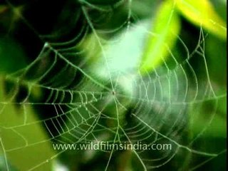 Tiny spider fending itself against the wind