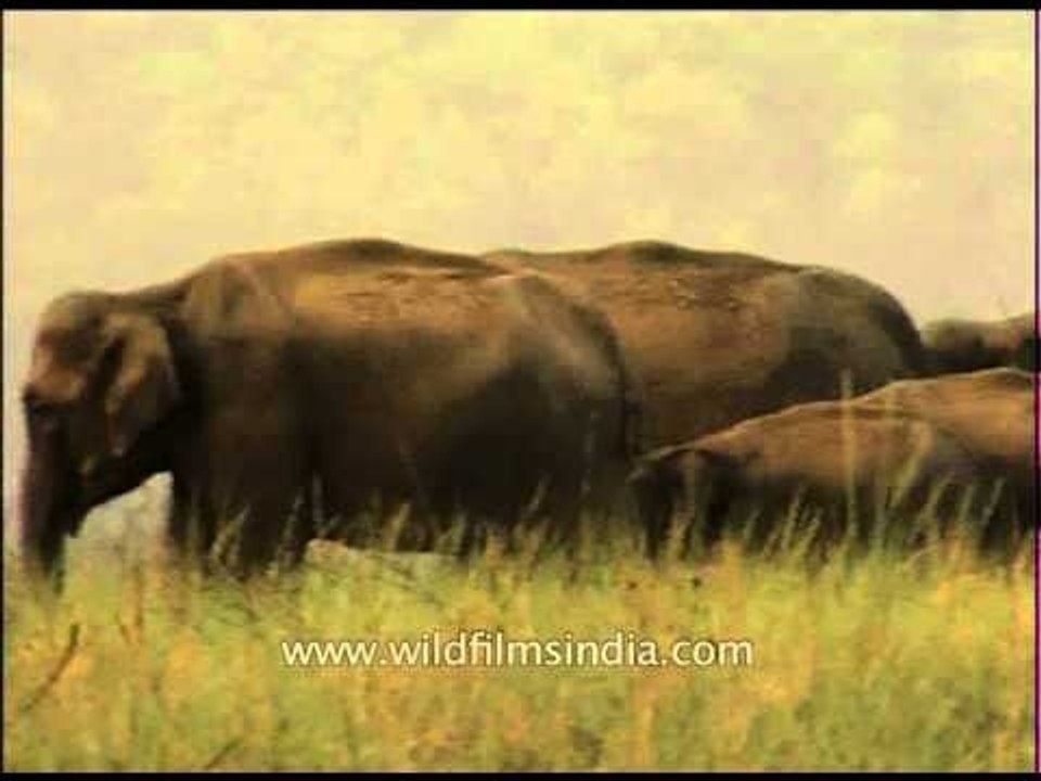 Majestic elephants!