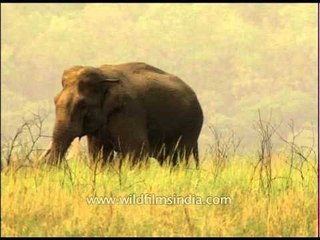Stroking their trunks!