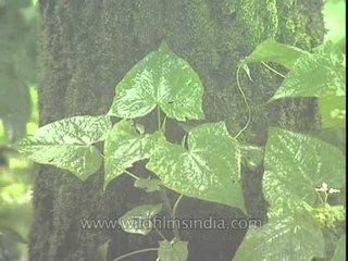 Moss covered tree in the rain