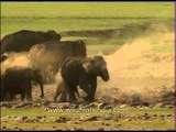Elephants enjoying a summer dust bath!