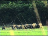 Elephants enjoying at the field