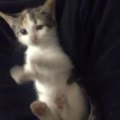 Cute kitten playing with owner's hand!! So funny!!