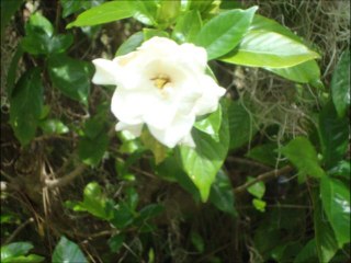 My Lover, the Air: Confession of a Lonely Heart