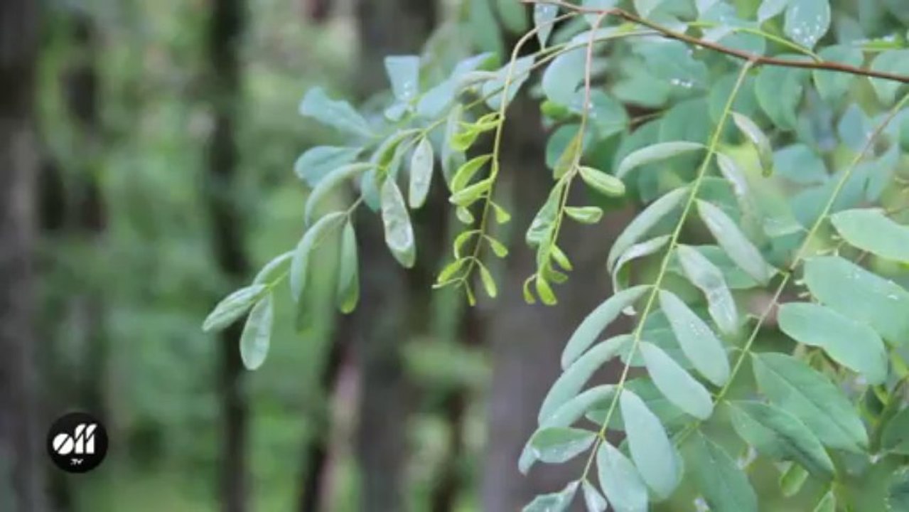 Yoann Fréget dans les bois en séance photo pour son premier single