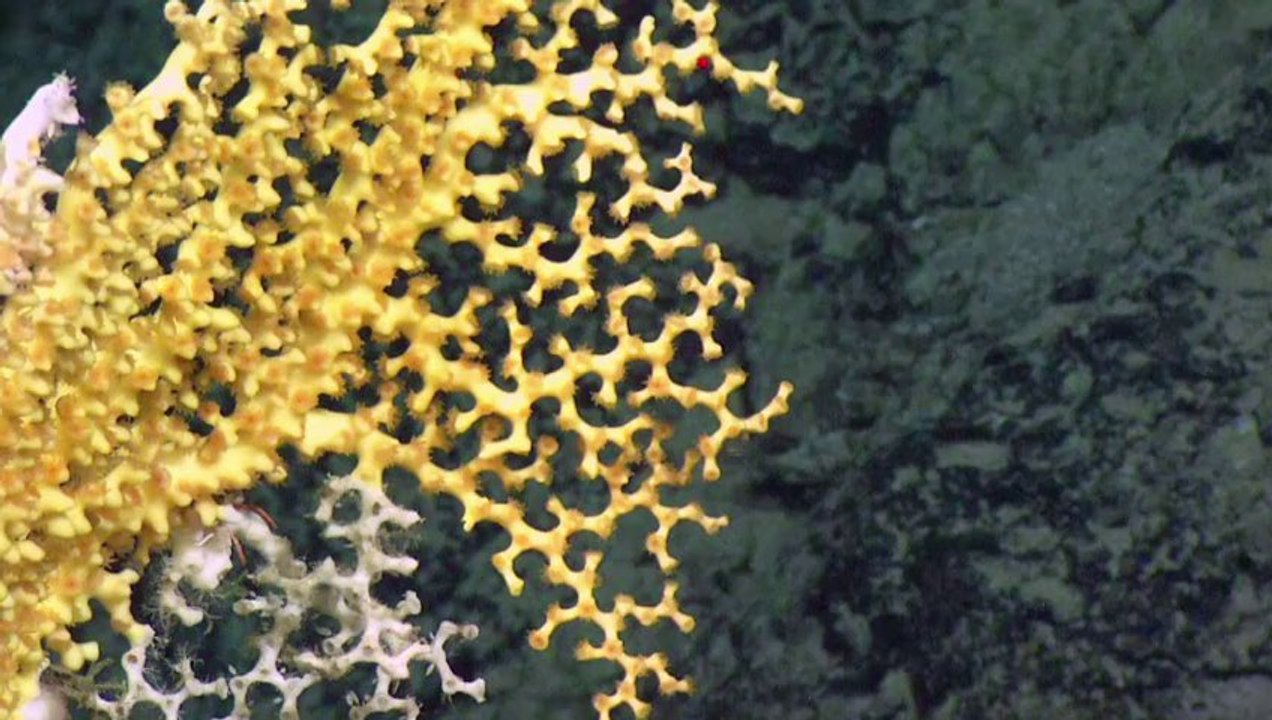 Scientists meet to discuss deep sea trawling