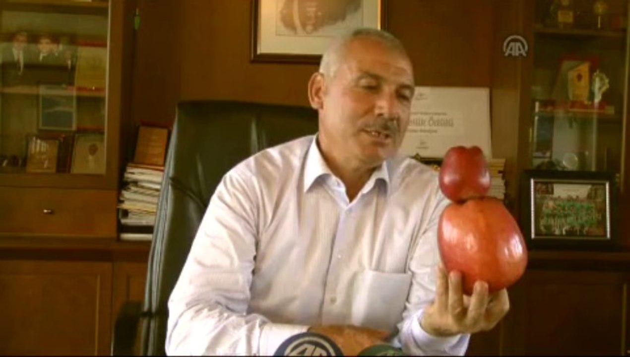 800 gramlık elma