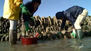 Restauration d'une écluse à poissons à La Tranche-sur-Mer