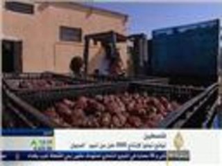 إنتاج التمور في أريحا