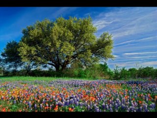 Selami Şahin - Ne oldu bize