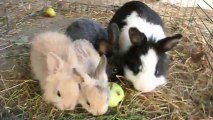 Florette et ses petits lapinous