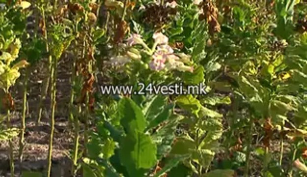 KOMISIJA ZA FINANSIRANJE I BUDZET TUTUNSKI KOMBINAT