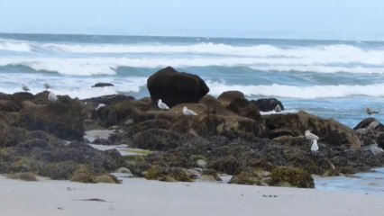 La Pointe de la Torche (29)