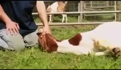 BİSMİLLAH-ALLAHU EKBER DEYİNCE OLAN ŞEYE BAKIN ..!!