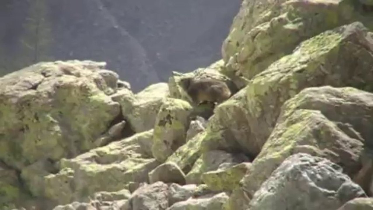 Le Renard, le Chamois et la Marmotte