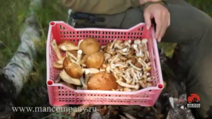 МК : Грибы опята видео Full HD