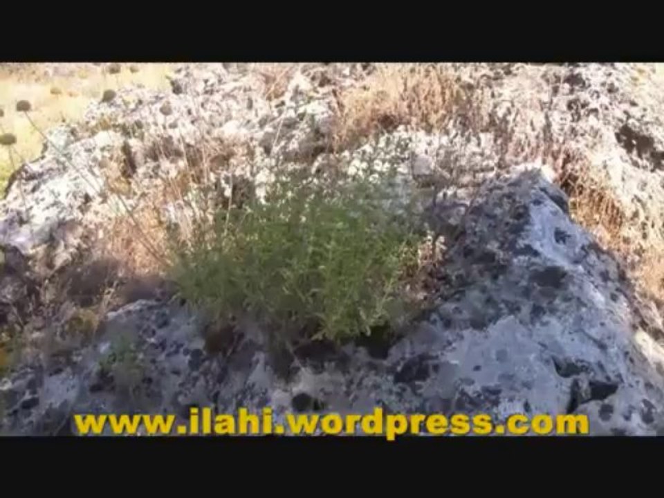 Göynem Göynem Göynem - Cır Cır Böceği Sesi Eşliğinde