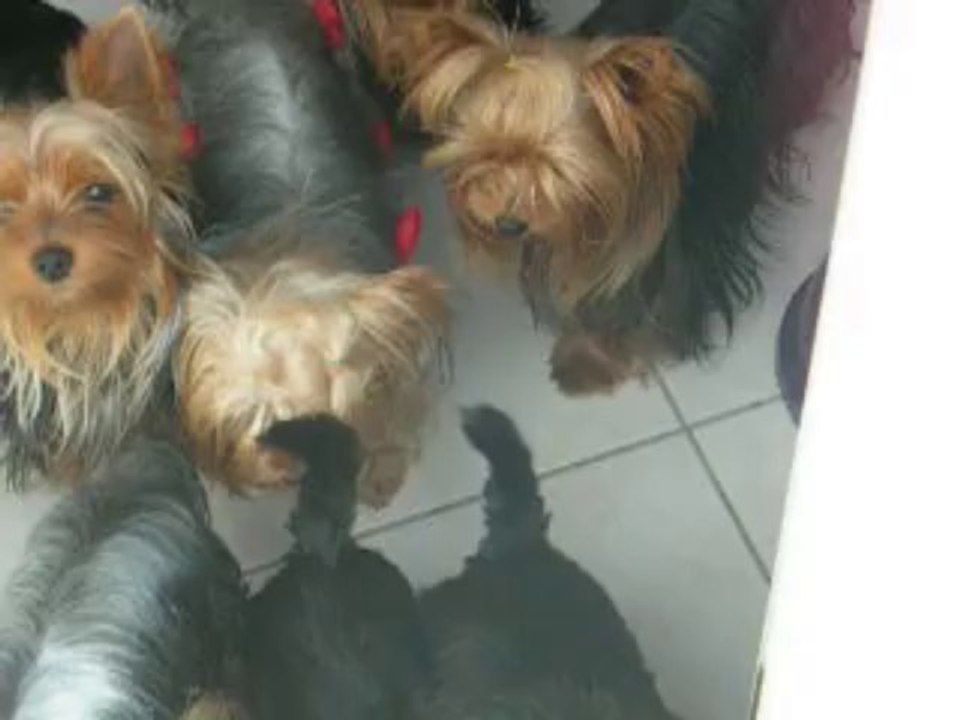 vidéos des BB à GLADYS 19 sept13 002
