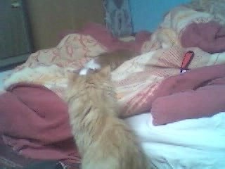 Mini chat et mini chien