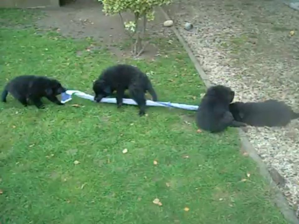 17 septembre 2013 (7) : tir à la corde