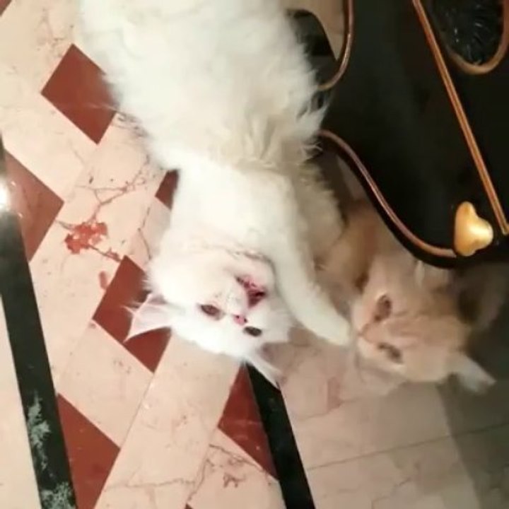 2 cat jeu