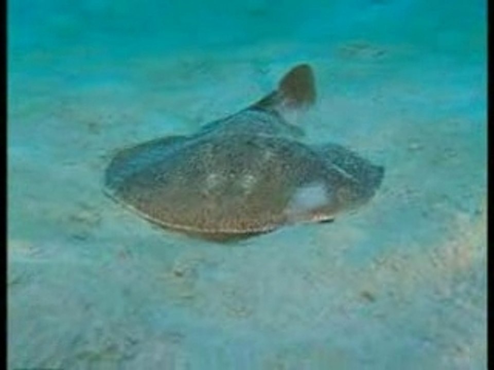 Maurice et Rodrigues