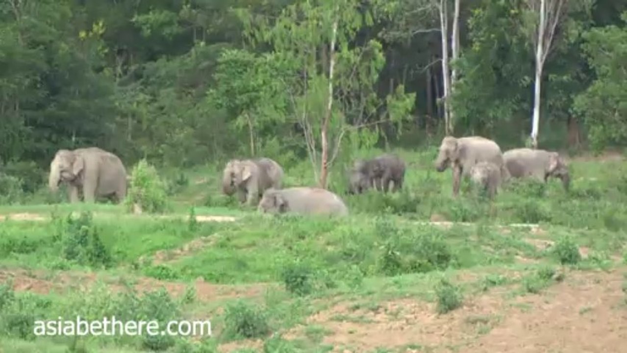 Kuiburi National Park, Wild Elephants Watching in Thailand II
