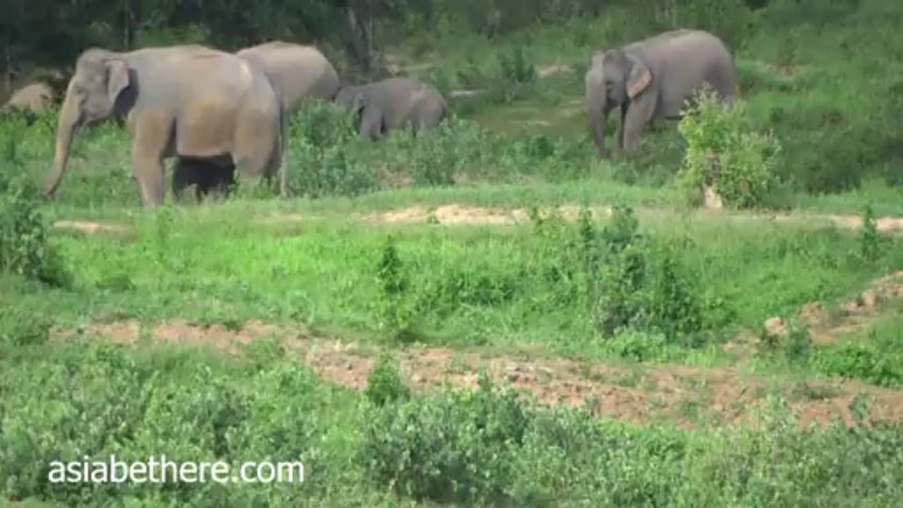 Kuiburi National Park, Wild Elephants Watching in Thailand IV