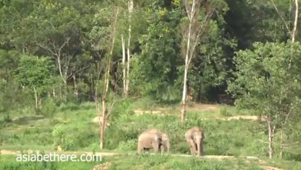 Kuiburi National Park, Wild Elephants Watching in Thailand V