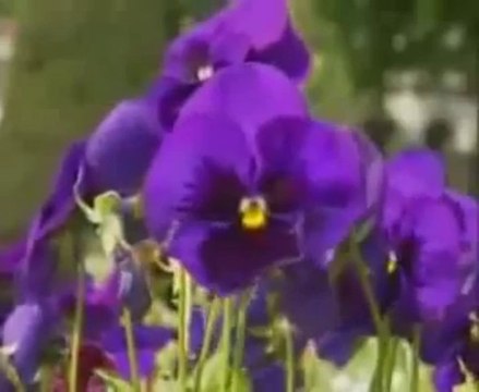 İlahi - Bir Kâmil Mürşid Bulmayınca Olmaz - Müziksiz ilahiler