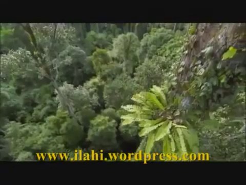 İLAHİ - Efendimin Dügünü Var Cennette Cennette - Müziksiz ilahi