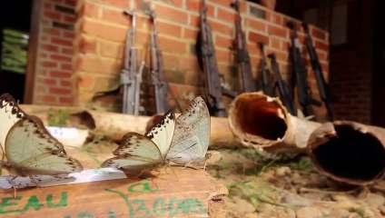 RD Congo: Menaces sur le Parc National d'Odzala-Kokoua